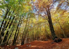 Creata la bio-mattonella plastic free