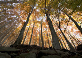 Fondamentali ulteriori Fondi PNRR per Clima e Biodiversità, WWF