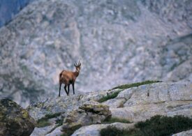 Clima sempre più caldo, in crisi anche i camosci della Marmolada