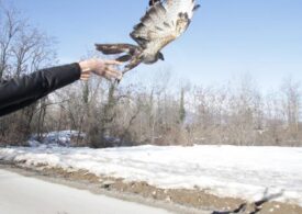 Cras, veri e propri ospedali della biodiversità