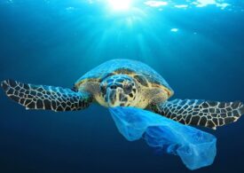 Il Blue district celebra la Giornata mondiale degli Oceani