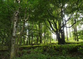 Coldiretti, 50 mln di alberi in Italia per piano UE