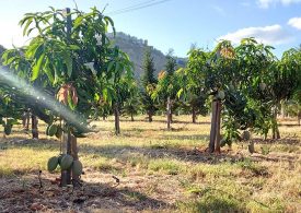 Clima impazzito, in Italia raddoppiate in 3 anni le coltivazioni di frutta esotica