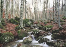 In Italia sempre più foreste gestite in maniera sostenibile